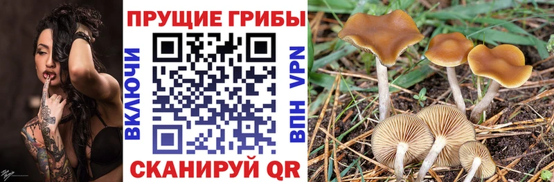 Псилоцибиновые грибы мухоморы  Томск 
